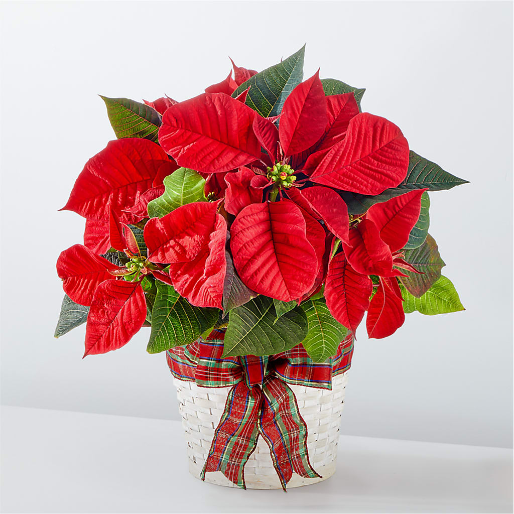 Happiest Holidays Poinsettia – Flowers By Pj Inc, Tuckerton NJ