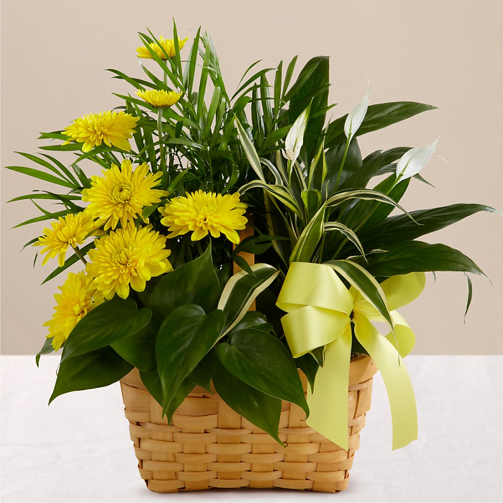 Loving Light Dishgarden – Flowers By Pj Inc, Tuckerton NJ