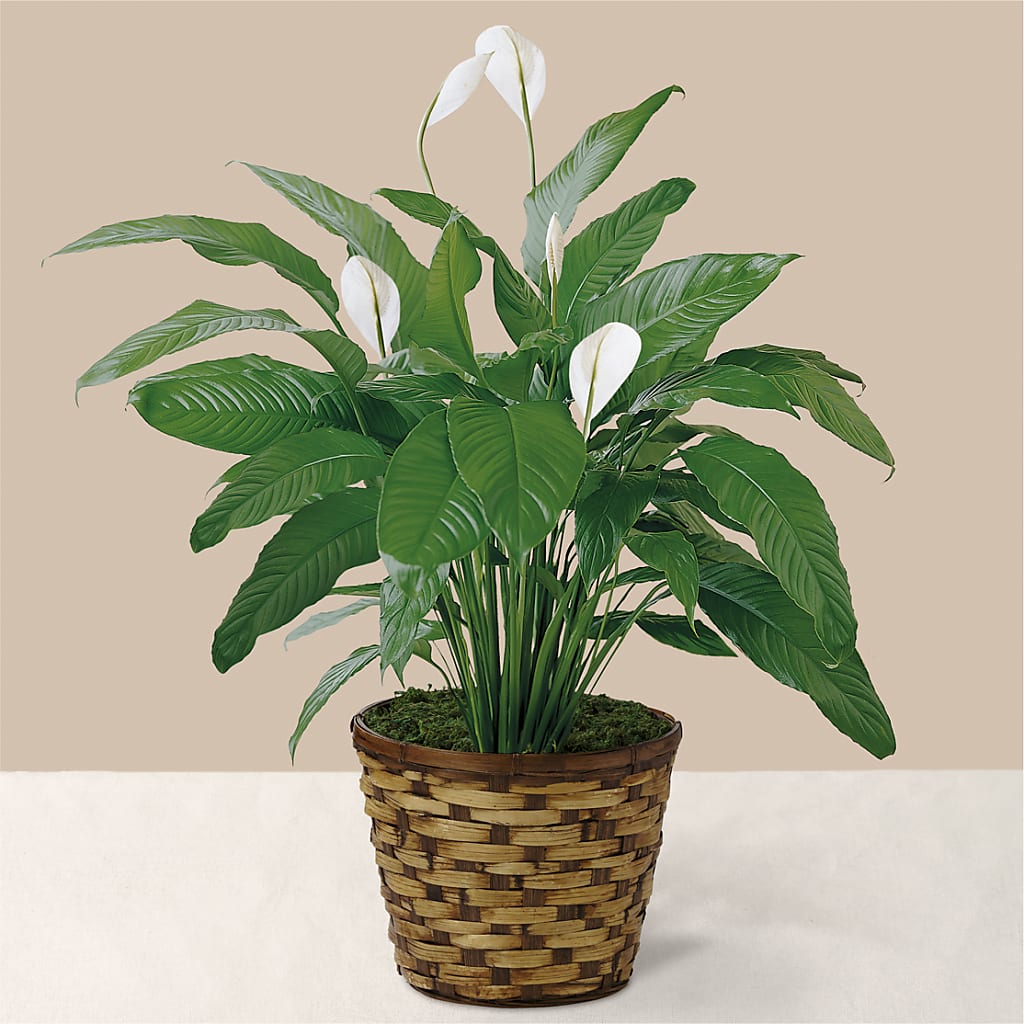 Tranquil Moments Peace Lily Plant – Flowers By Pj Inc, Tuckerton NJ
