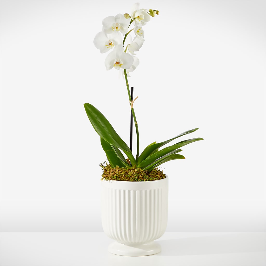 Whispering White Orchid – Flowers By Pj Inc, Tuckerton NJ