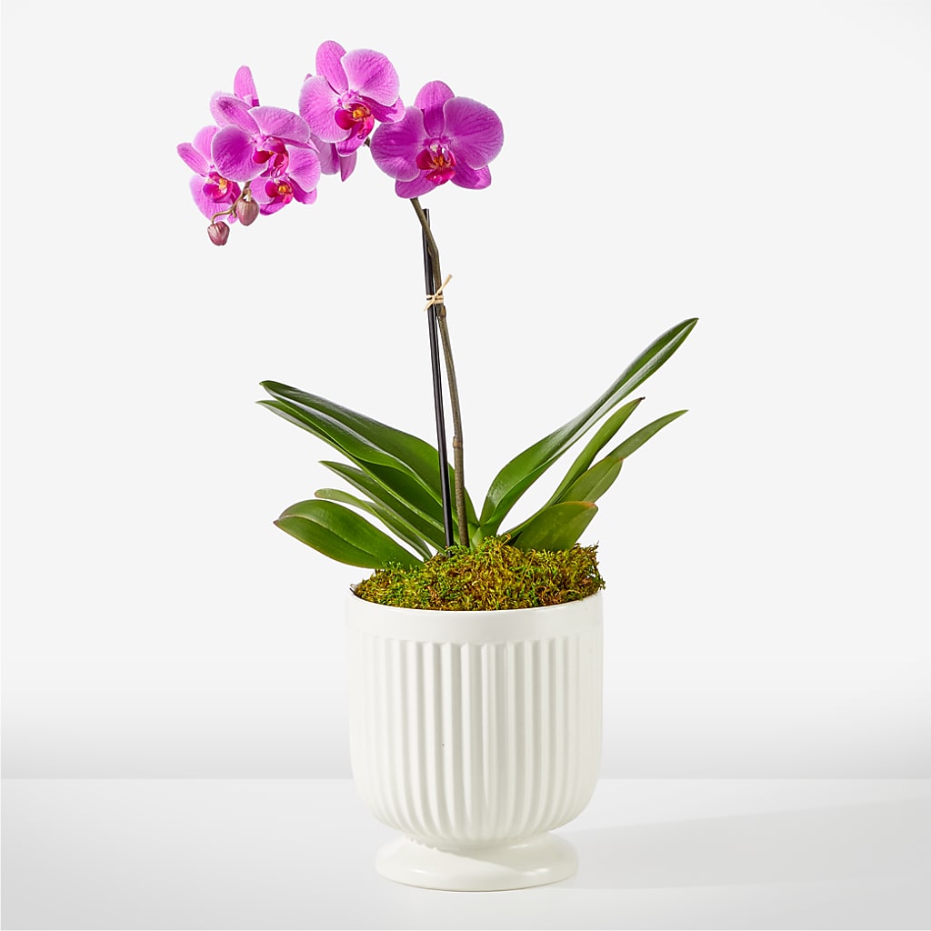 Friendly Fuchsia Orchid – Flowers By Pj Inc, Tuckerton NJ