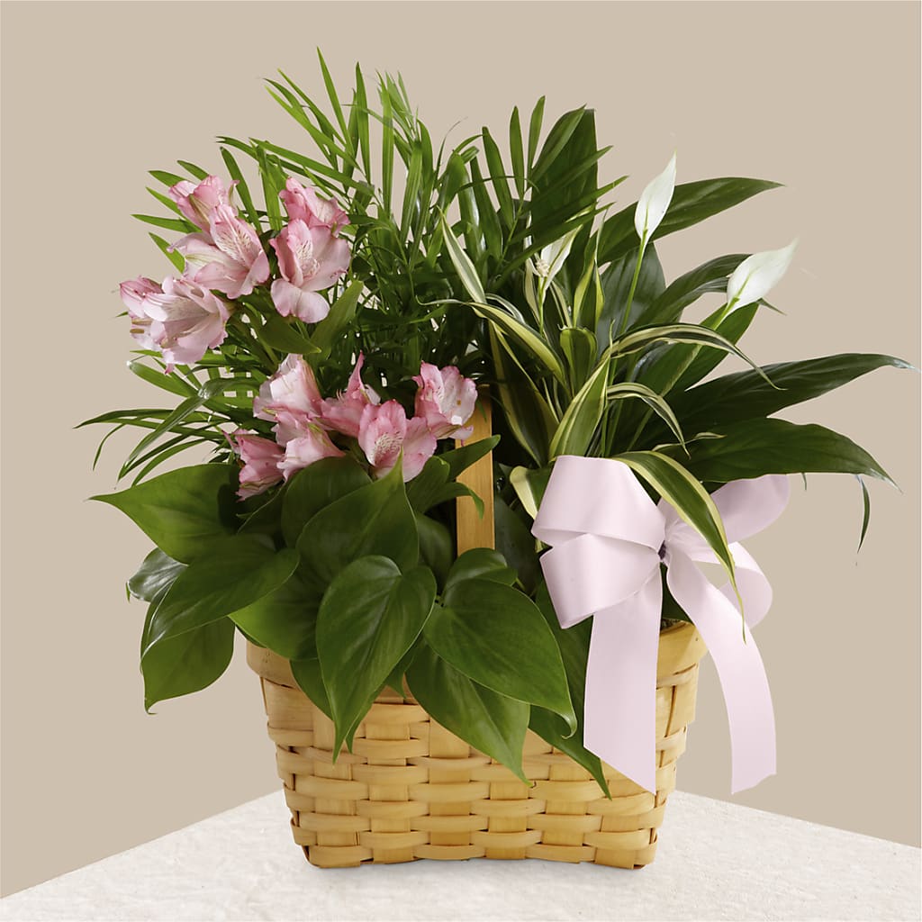 Living Spirit Dishgarden – Flowers By Pj Inc, Tuckerton NJ