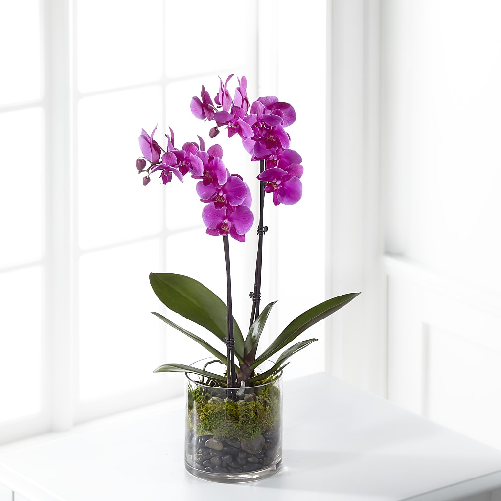 Pink Orchid Plant – Flowers By Pj Inc, Tuckerton NJ