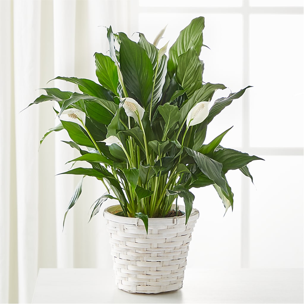 A New Leaf Peace Lily – Flowers By Pj Inc, Tuckerton NJ