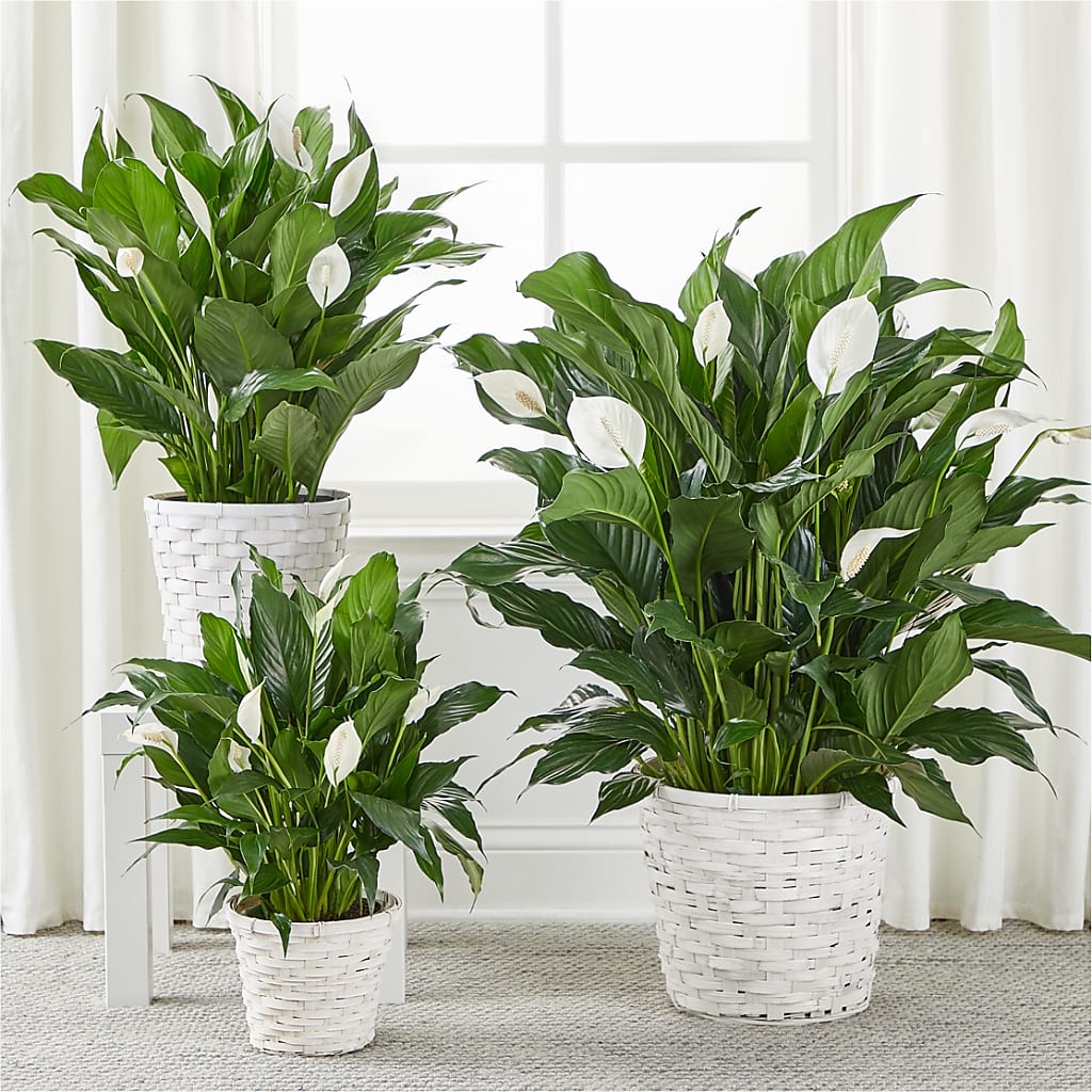 A New Leaf Peace Lily – Flowers By Pj Inc, Tuckerton NJ