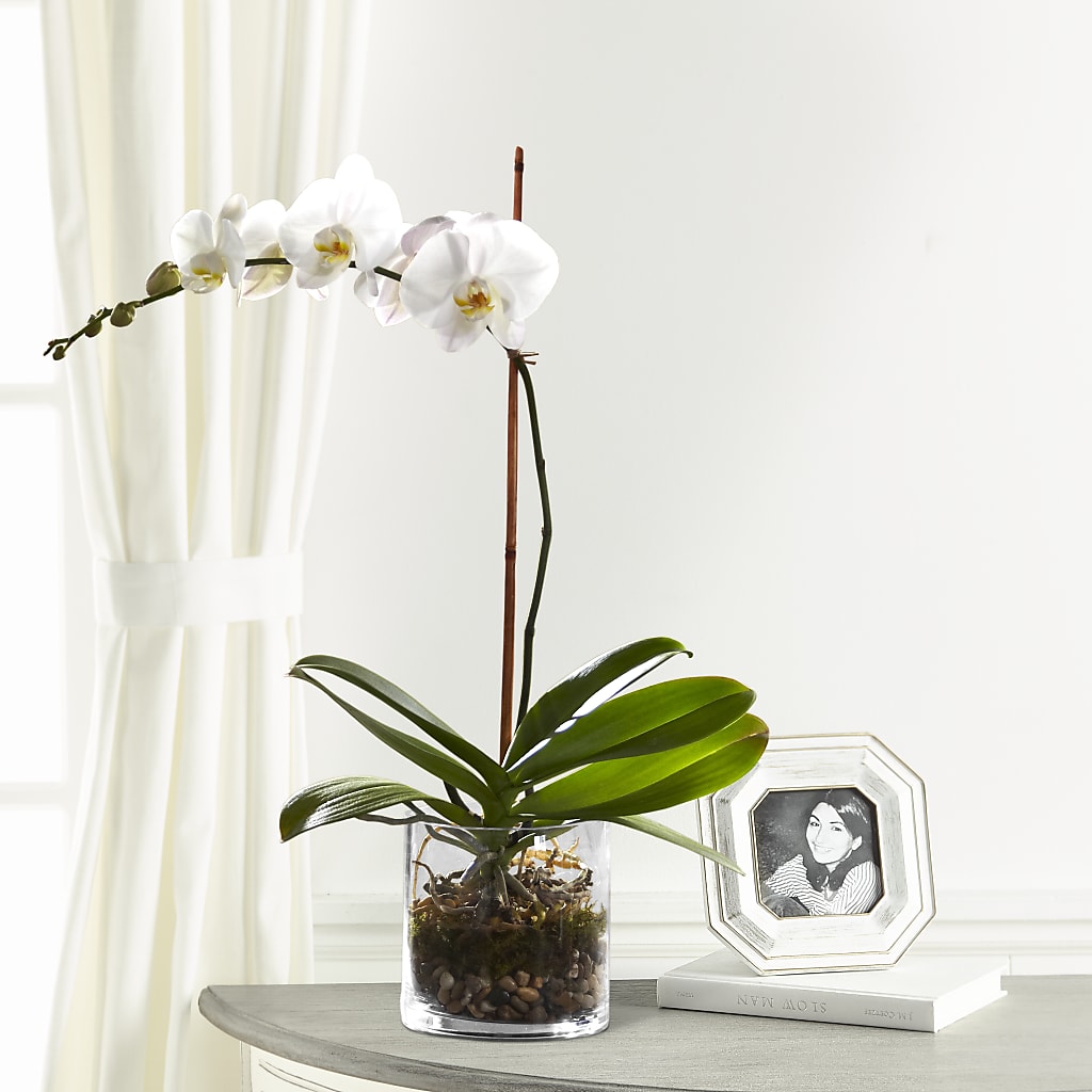 White Orchid Planter – Flowers By Pj Inc, Tuckerton NJ
