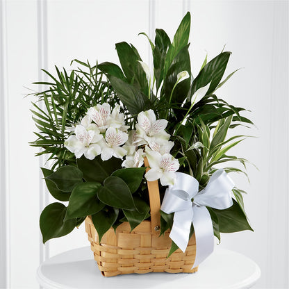 Peace & Serenity Dishgarden –  Flowers By Pj Inc, Tuckerton NJ