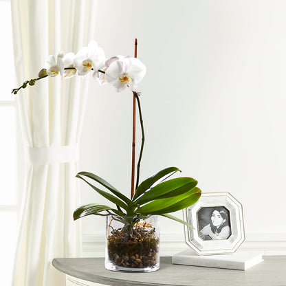White Orchid Planter –  Flowers By Pj Inc, Tuckerton NJ